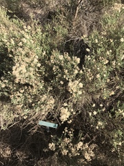 Ericameria ericoides