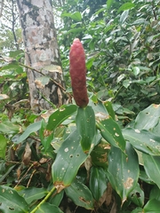 Costus woodsonii