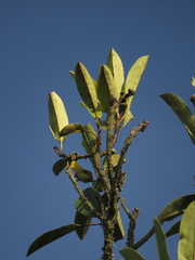 Sapium stylare