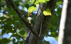 Brotogeris sanctithomae