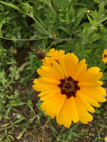 Coreopsis basalis iNat (2)