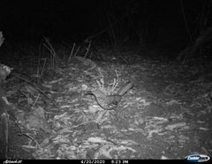 Toxostoma longirostre