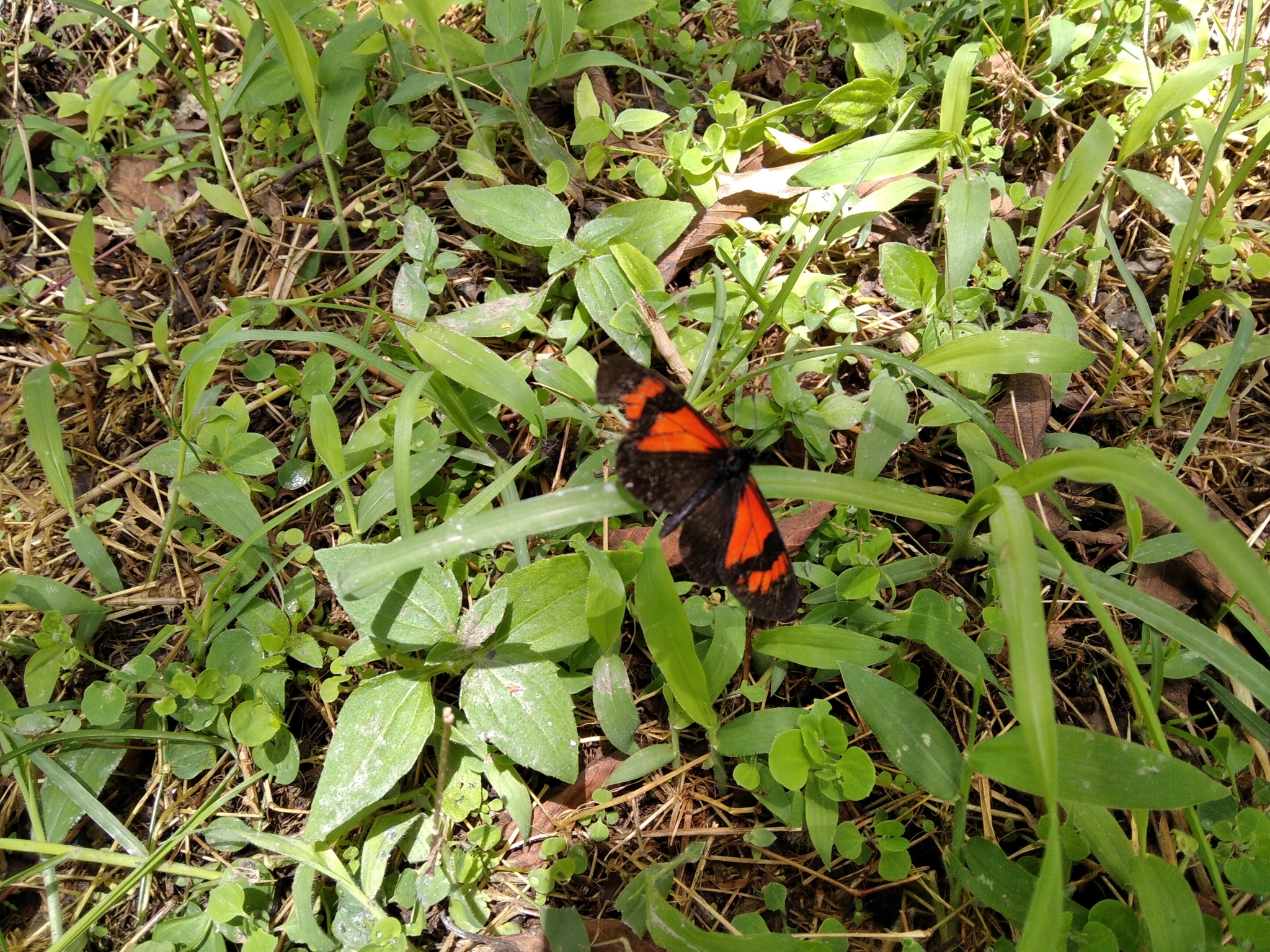 Actinote image