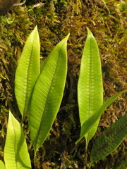 Serpocaulon levigatum