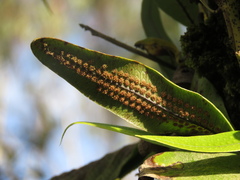 Serpocaulon levigatum