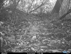 Toxostoma longirostre