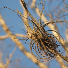 Tillandsia exserta