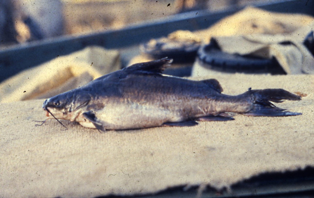 Froggatt's Catfish