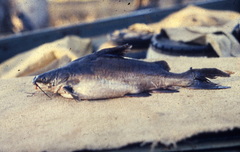 Froggatt's Catfish photo 1