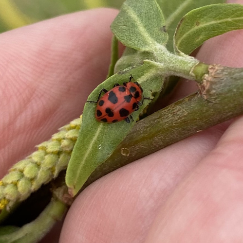 Spotted Pink Lady Beetle photographed in New Jersey