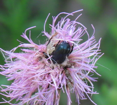 Trichiotinus lunulatus