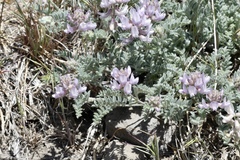 Astragalus andersonii