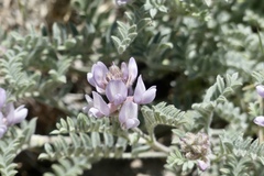 Astragalus andersonii