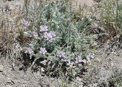 Astragalus andersonii