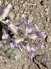 Astragalus andersonii