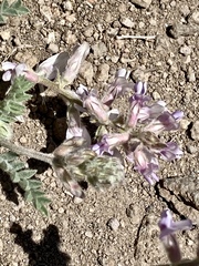 Astragalus andersonii