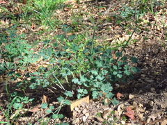 Lomatium repostum