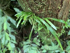 Haplopteris