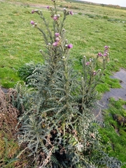 Cirsium lomatolepis