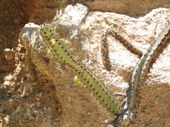 Corryocactus ayacuchoensis