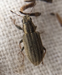 Sitona lineatus