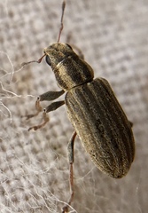Sitona lineatus