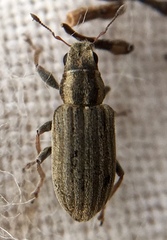 Sitona lineatus