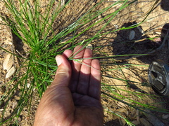 Carex multicaulis