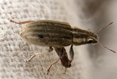Sitona lineatus