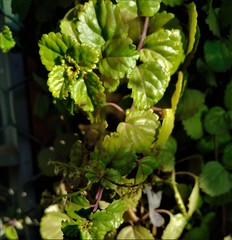 Plectranthus verticillatus