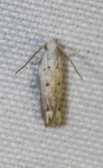 Epiblema separationis