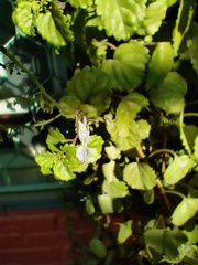 Plectranthus verticillatus