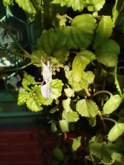 Plectranthus verticillatus