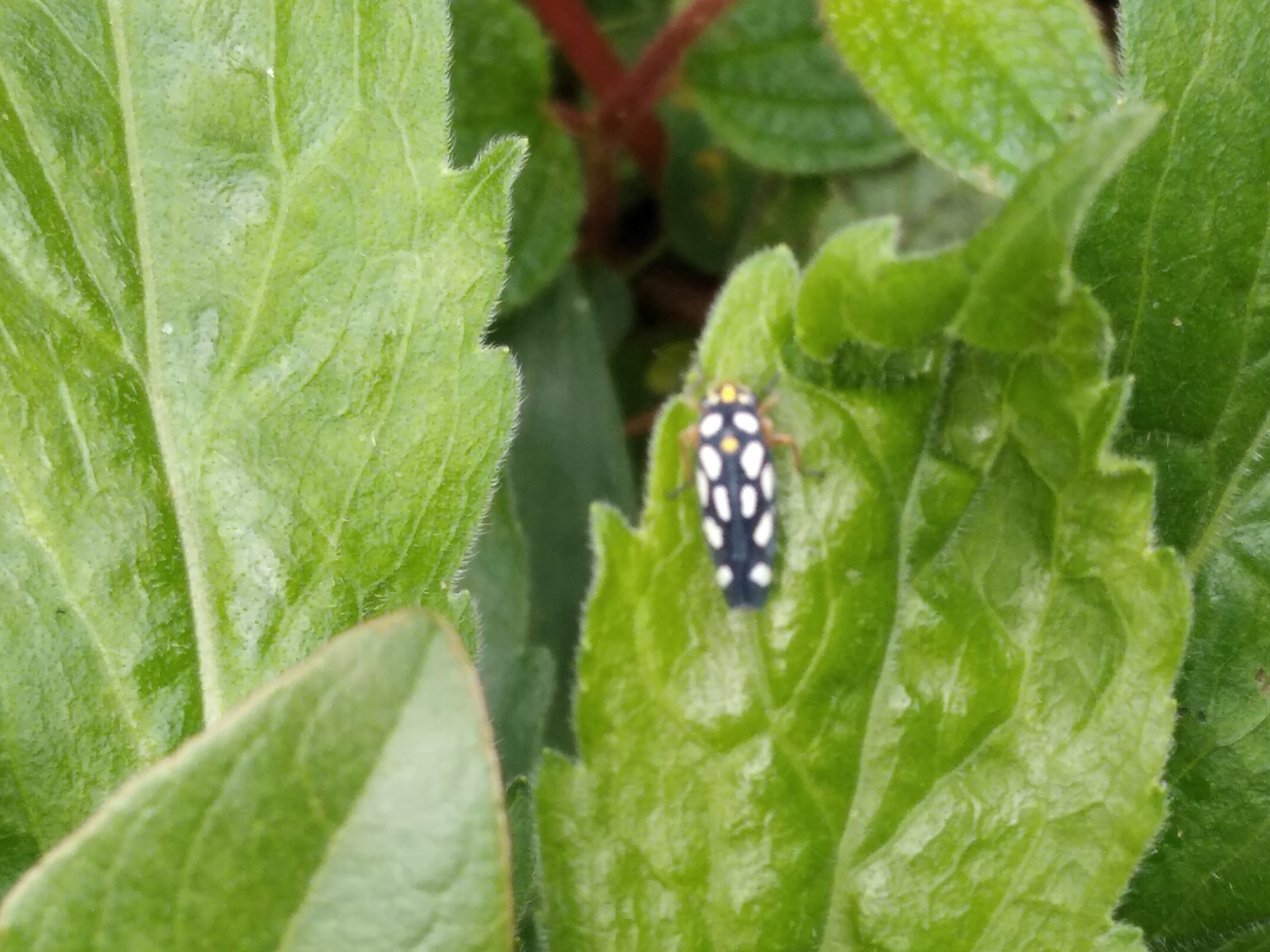 Cicadellidae image