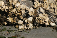 Semibalanus cariosus