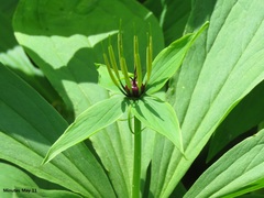 Paris verticillata