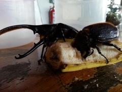 Dynastes septentrionalis