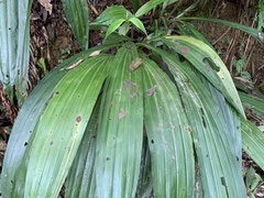 Calanthe formosana