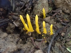 Clavulinopsis amoena