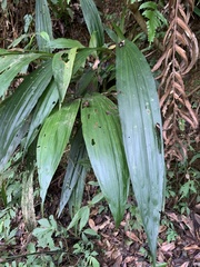 Calanthe formosana
