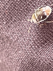 Adomerus triguttulus