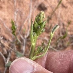 Delphinium scaposum