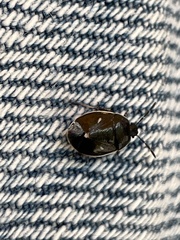 Adomerus triguttulus