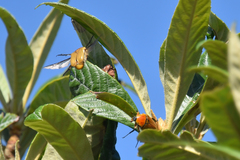 Aphanesthes succinea