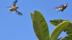 Aphanesthes succinea