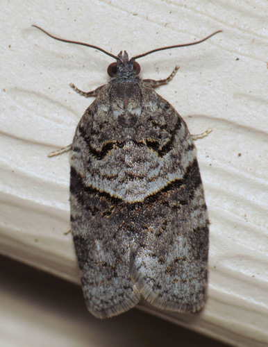 Gray Leafroller Moth photo 3