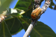 Aphanesthes succinea