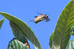 Aphanesthes succinea