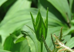 Paris verticillata