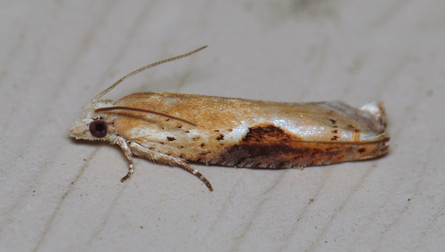 Pseudexentera costomaculana photo 4